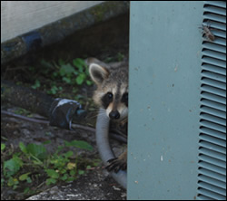 raccoon removal Falmouth